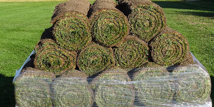 Rollrasen auf Paletten — bereit zur Lieferung