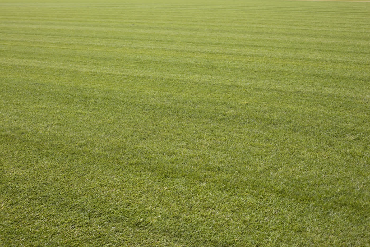Rollrasen-Detailaufnahme — dichte, gleichmäßige Rasensode mit klaren Mähstreifen