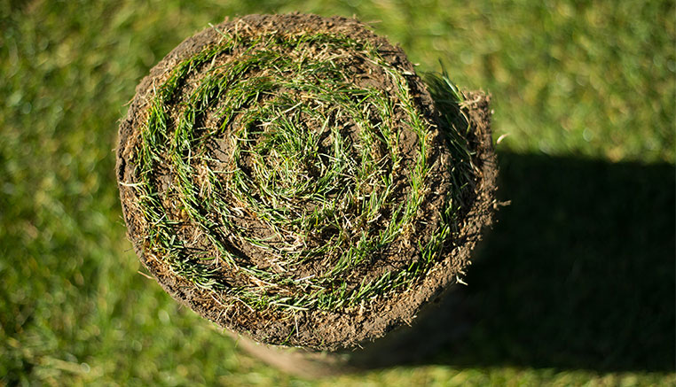 Premium Rollrasen Querschnitt — dichtes Wurzelwerk